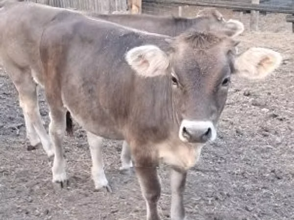 Taureau, Bazadaise