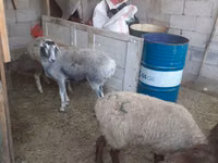 Brebis, Yecheng sheep — photo 1