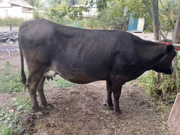母牛, Ukrainian Brown Dairy Cattle