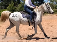 Horse (M), Arabian horse — photo 1
