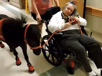 Hengst, Miniature horse — Foto 1