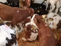 Rinder (Partie, Geschlecht nicht angegeben), Simmental cattle — Foto 2