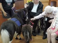 Stute, Miniature horse — Foto 1