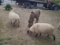 Schaf, Racka sheep — Foto 3