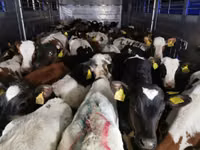 公牛, Simmental cattle — 照片 5