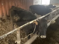 Vache, Bovins — photo 2