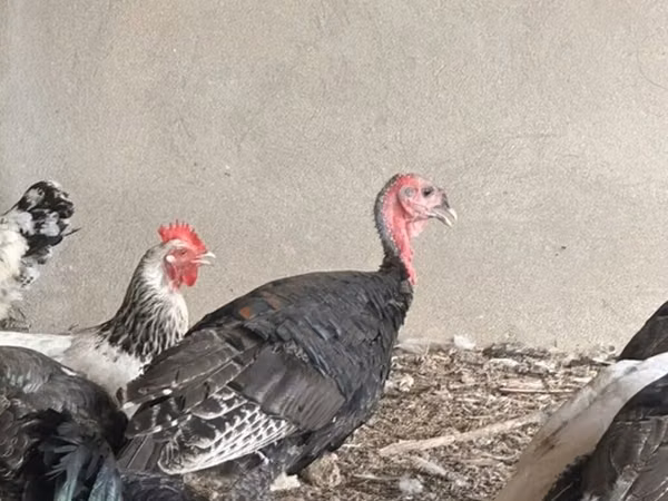 Turkeys