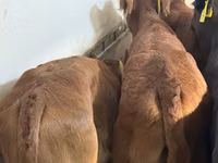 أبقار (دفعة، الجنس غير محدد), Simmental cattle — الصورة 3