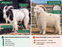 Ziege, Angora goats — Foto 3