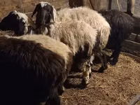 मेढ़ा, Qashqai sheep — फ़ोटो 6