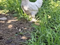Chickens — photo 3