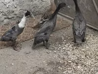 इंडियन रनर — फ़ोटो 3