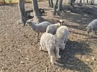 Bélier, Moutons — photo 3