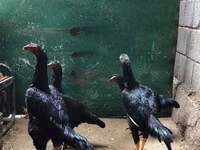 शामो चिकन्स — फ़ोटो 2