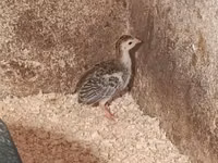 Guinea fowl — photo 3