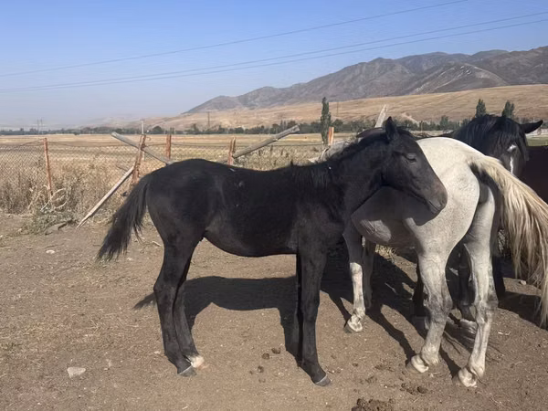 Cheval, Russian Don