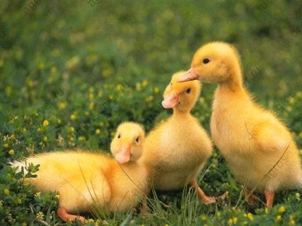 Chickens