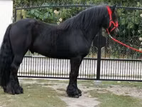 حصان, Fell pony — الصورة 4