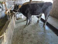 Vache, Russian Black pied cattle — photo 4