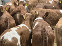 أبقار (دفعة، الجنس غير محدد), Simmental cattle — الصورة 1