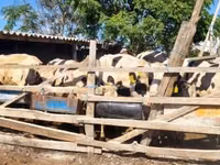 ثور, Russian Black pied cattle — الصورة 2