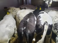 أبقار (دفعة، الجنس غير محدد), Russian Black pied cattle — الصورة 3