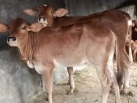 Vaca, Brahman — foto 1