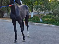 公马, Akhal-Teke — 照片 3