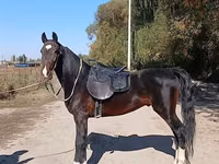 公马, French Trotter — 照片 4