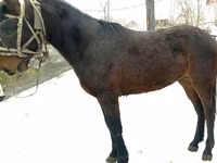 Horse (M), Budyonny horse — photo 2