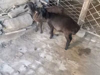 Ziegenbock, Ziegen — Foto 1
