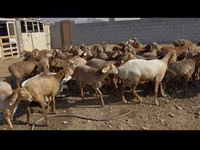 نعجة, الأغنام — الصورة 2
