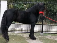 Caballo, Fell pony — foto 4