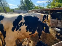 ثور, Russian Black pied cattle — الصورة 3