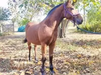 घोड़ा, Nonius horse — फ़ोटो 4