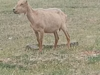Billy Goat, Alpine goat — photo 1