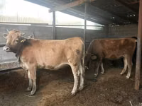 Vache, Brune lettone — photo 3