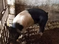 خنزير ذكر — الصورة 6