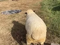 公羊, Hampshire sheep — 照片 4