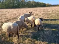 Widder, Shroshire sheep — Foto 4