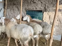 Ram, Arashan sheep — photo 6