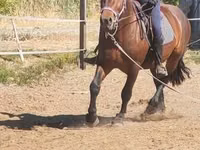 घोड़ा, Međimurje horse — फ़ोटो 6
