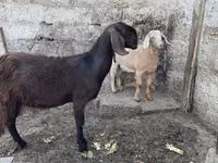 Cabra, Damask goat — foto 2