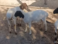 كبش, الأغنام — الصورة 2
