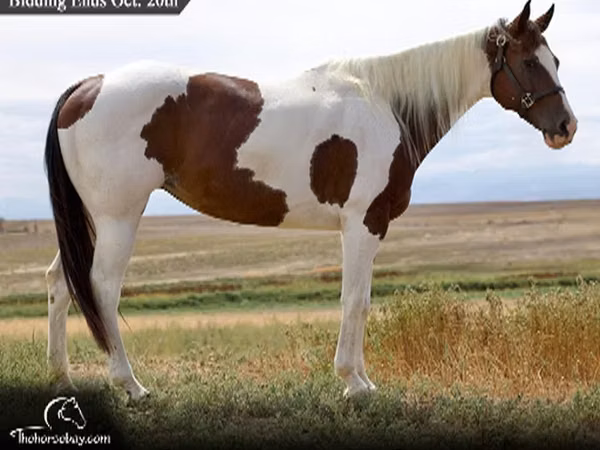 Jument, Rocky Mountain Horse