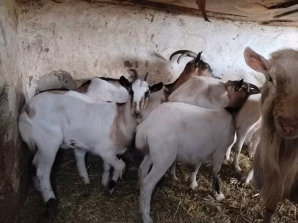 Chèvre, Chèvres