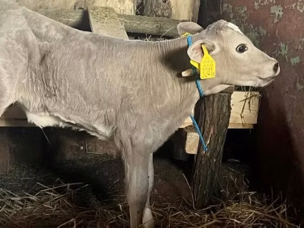 गाय, Charolais cattle