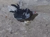 Japanese Bantam — photo 1