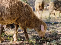 Widder, Merinoland sheep — Foto 7