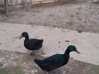 Каюга (порода уток) — фото 6